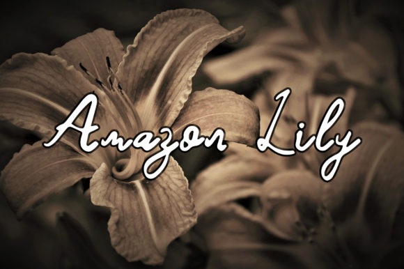 Amazon Lily Font for Creative Campaigns